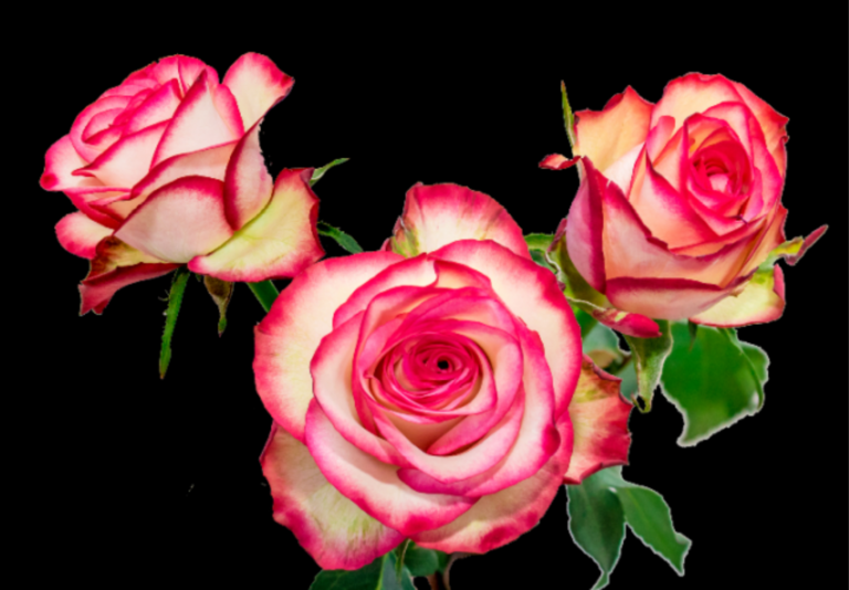 Spray roses